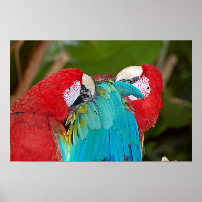 Macaw parrot couple poster (Front)
