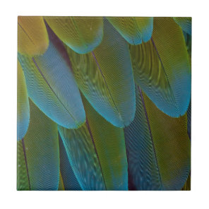 Macaw parrot feather pattern detail tile