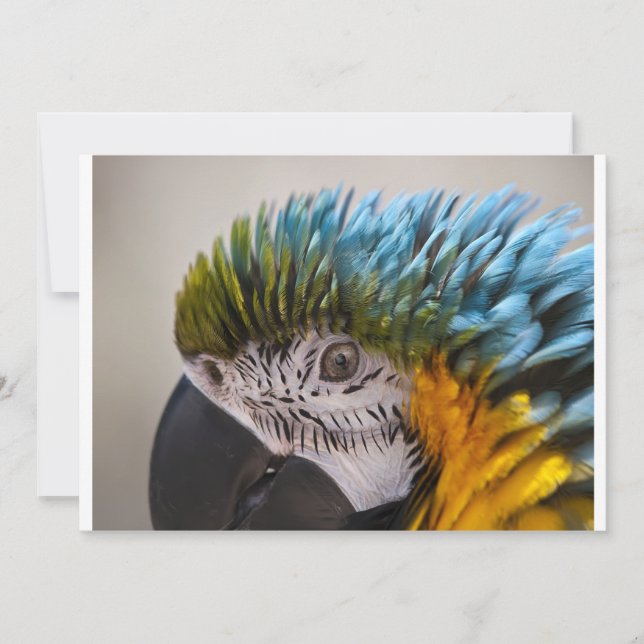 Macaw Parrot - Invitation (Front)
