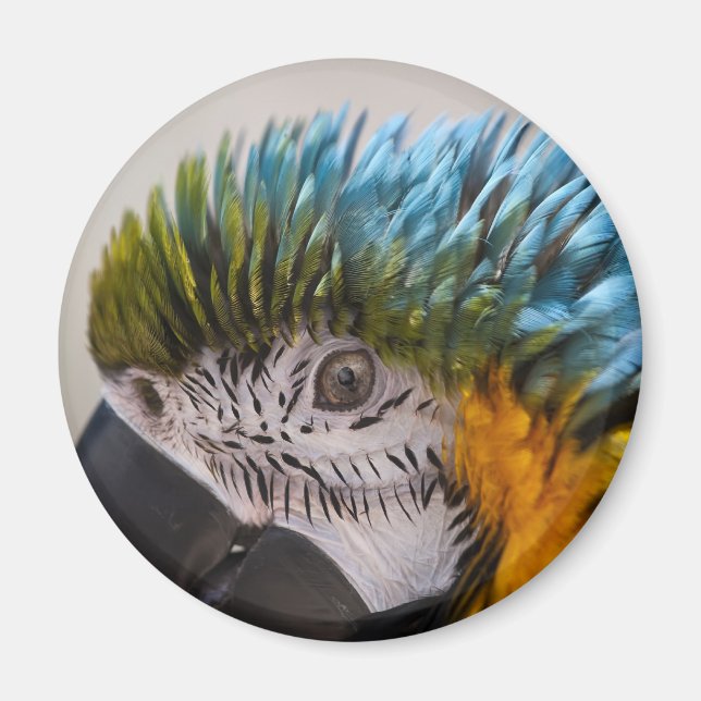 Macaw Parrot - Magnet (Front)