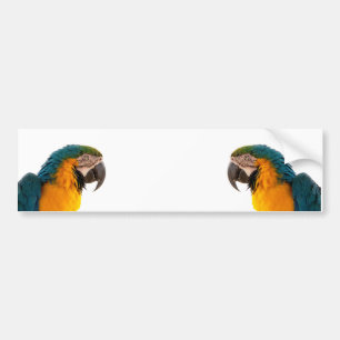 Macaw Parrot Photo Bumper Sticker