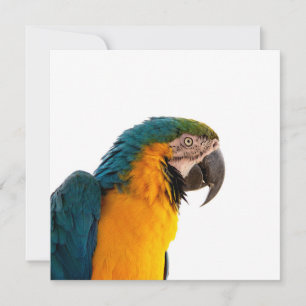 Macaw Parrot Photo Invitation