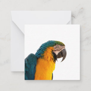 Macaw Parrot Photo Note Card