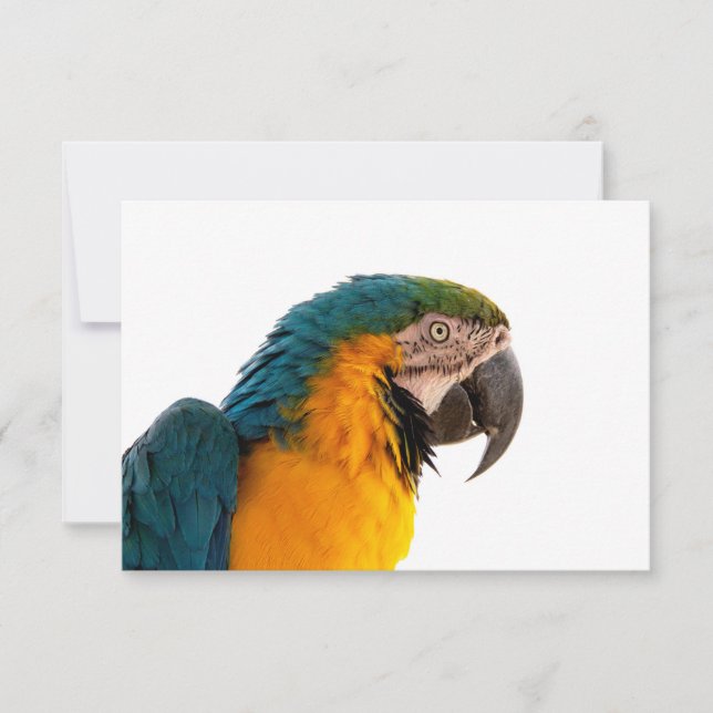 Macaw Parrot Photo RSVP Card (Front)