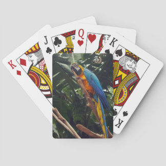 Macaw Parrot Poker Cards