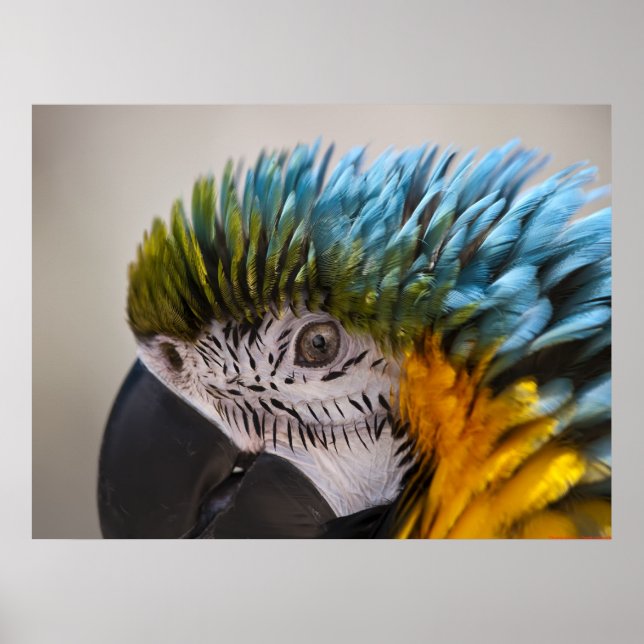 Macaw Parrot Portrait - Fine Art Print (Front)