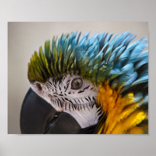 Macaw Parrot Portrait - Fine Art Print