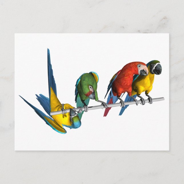 Macaw Parrot Postcard (Front)