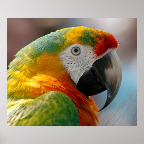 Macaw Parrot Poster