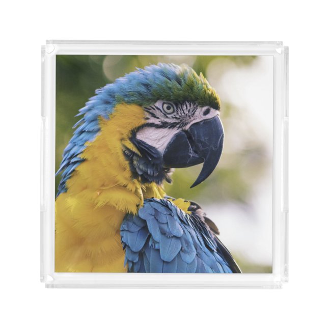 Macaw Parrot Profile Portrait Photograph Acrylic Tray (Front)