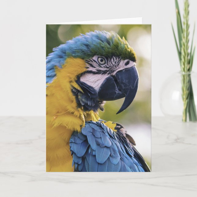Macaw Parrot Profile Portrait Photograph Card (Front)