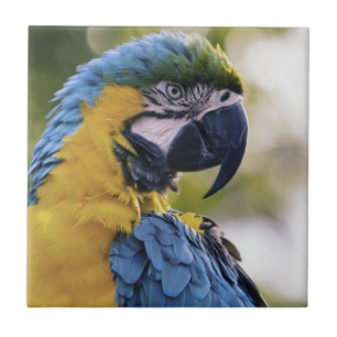 Macaw Parrot Profile Portrait Photograph Ceramic Tile