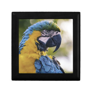 Macaw Parrot Profile Portrait Photograph Gift Box