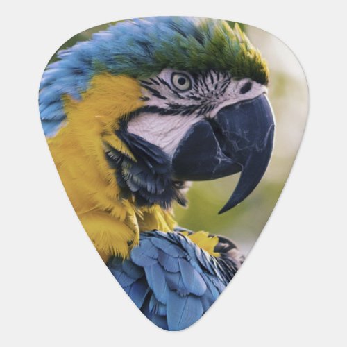 Macaw Parrot Profile Portrait Photograph Guitar Pick