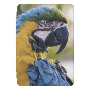 Macaw Parrot Profile Portrait Photograph iPad Pro Cover