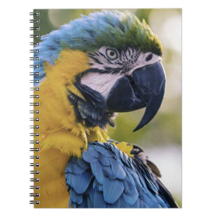 Macaw Parrot Profile Portrait Photograph Notebook
