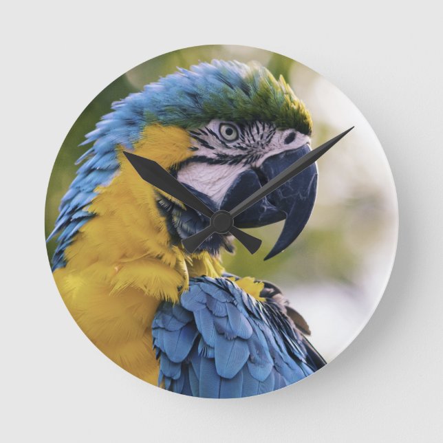 Macaw Parrot Profile Portrait Photograph Round Clock (Front)