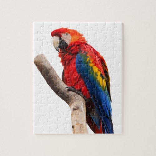 Macaw Parrot Puzzle