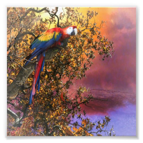 MACAW PARROT RAIN FOREST OUTPOST PHOTO PRINT