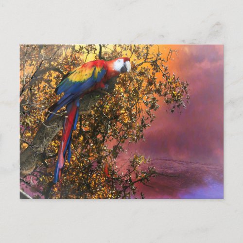 MACAW PARROT RAIN FOREST OUTPOST POSTCARD