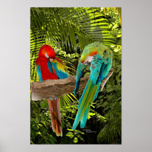 Macaw Parrots in a tropical forest Poster