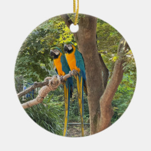 Macaw Parrots Photo Ornament 