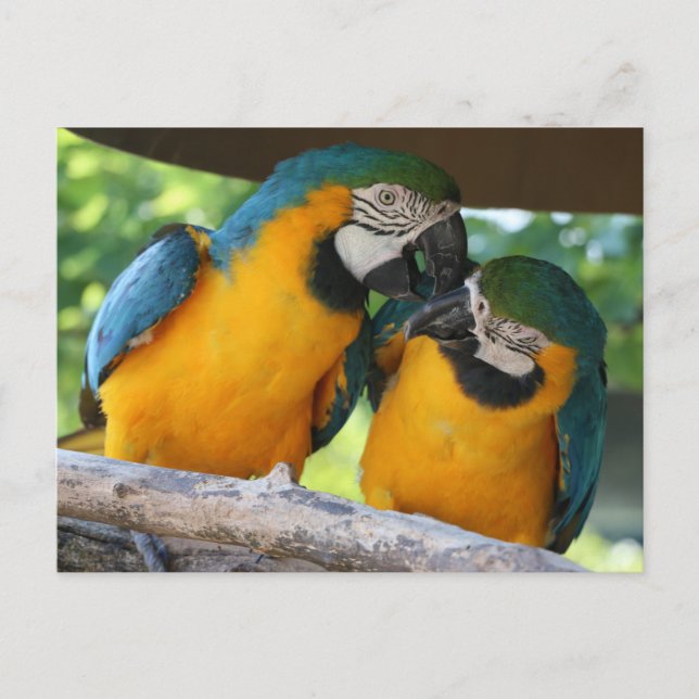 Macaw Parrots Postcard (Front)
