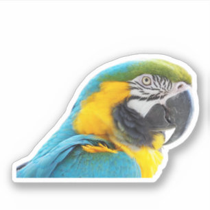 Macaw Photo Sticker