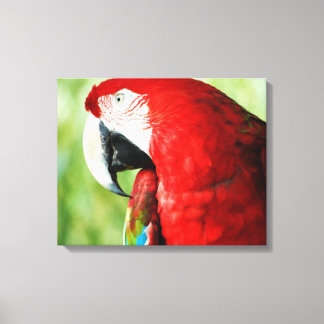 Macaw Portrait Canvas Print