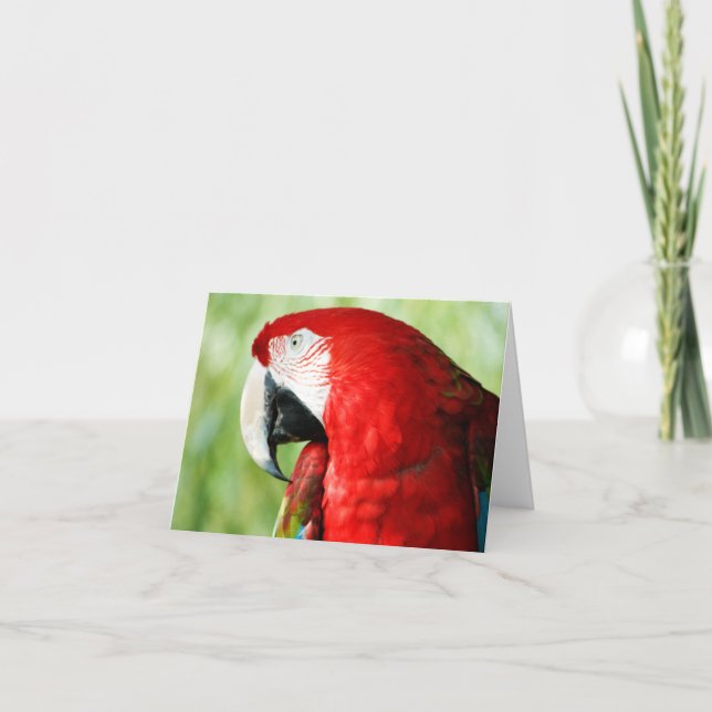 Macaw Portrait Card (Front)