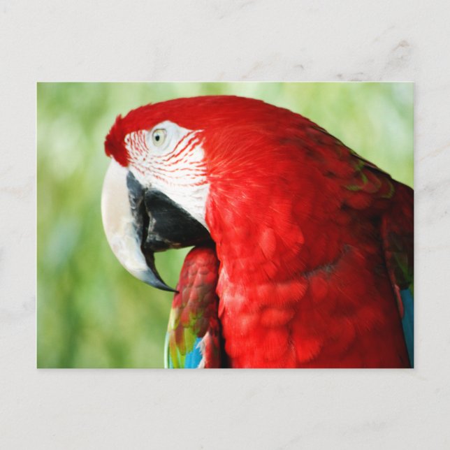Macaw Portrait Postcard (Front)