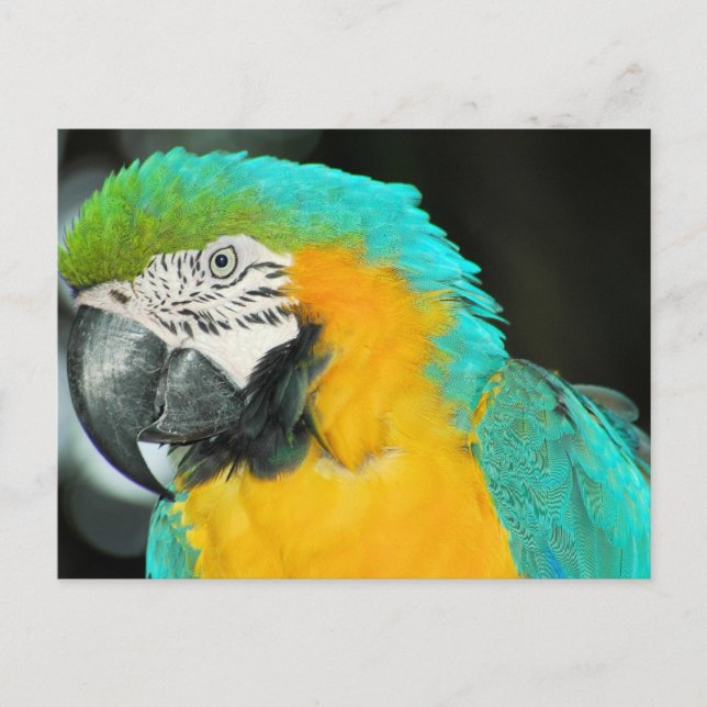 Macaw Postcard (Front)