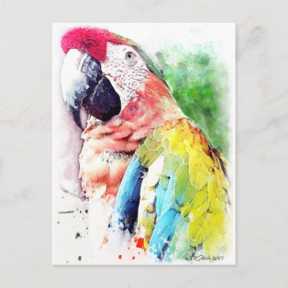 Macaw Postcard