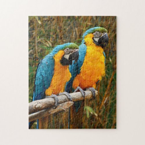 Macaw Puzzle