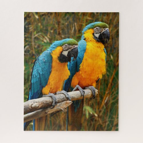 Macaw Puzzle