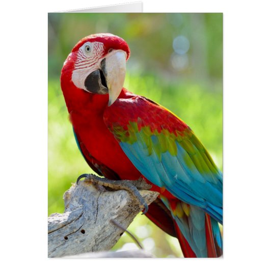 Macaw sitting on branch cards (Front)