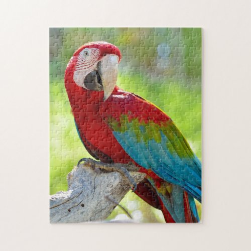 Macaw sitting on branch jigsaw puzzle