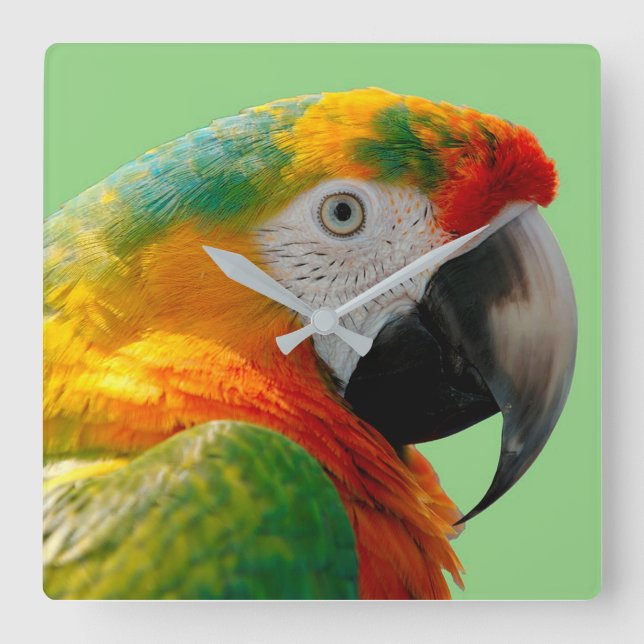Macaw Square Wall Clock (Front)