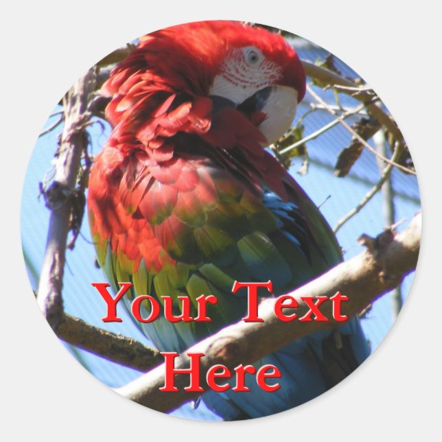 Macaw Stickers (Front)