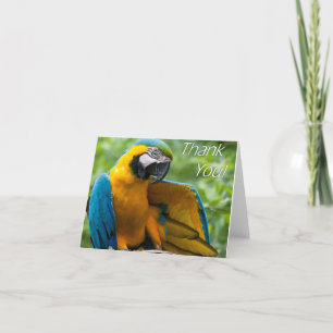 Macaw Thank You Notecards