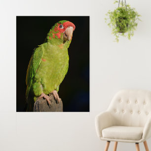 Macaw with Dark Backdrop, Close-Up View Foam Board