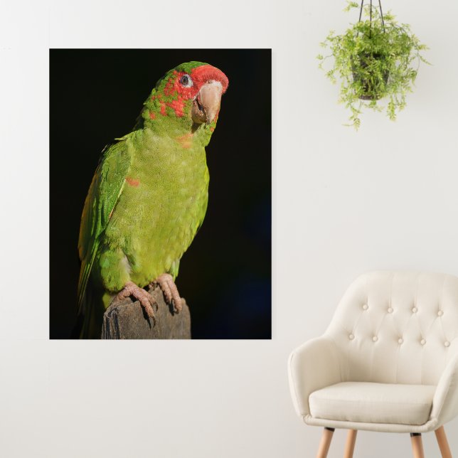 Macaw with Dark Backdrop, Close-Up View Foam Board (In Situ (Wall))