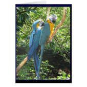 Macaws (Front)