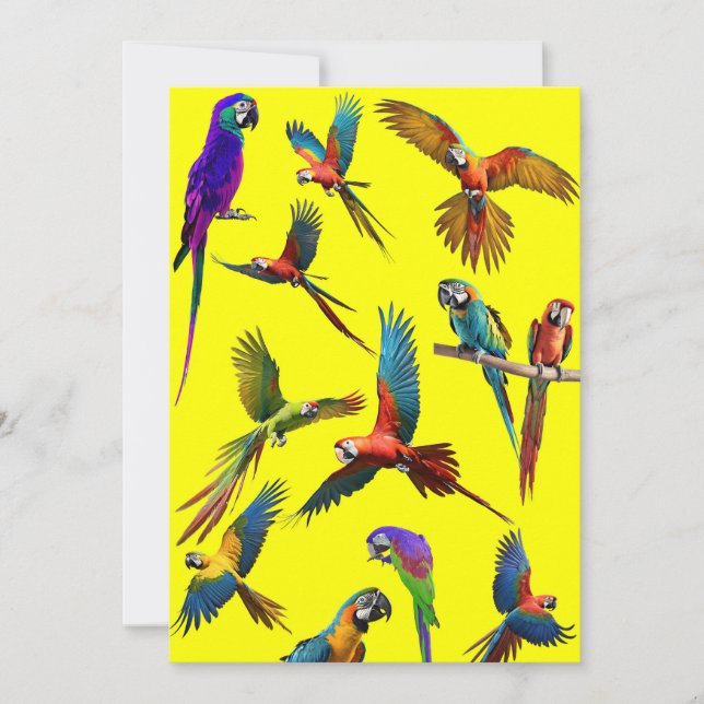 Macaws and more macaws holiday card (Front)