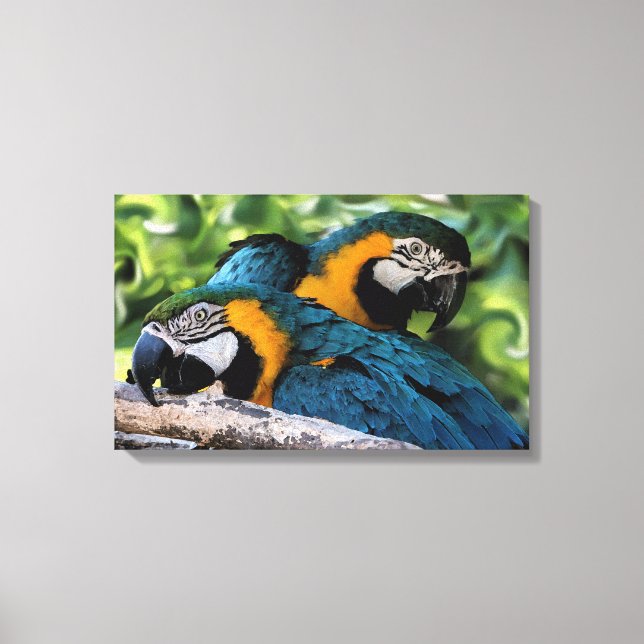 Macaws Canvas Print (Front)