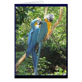 Macaws Cards