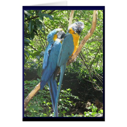 Macaws Cards (Front)
