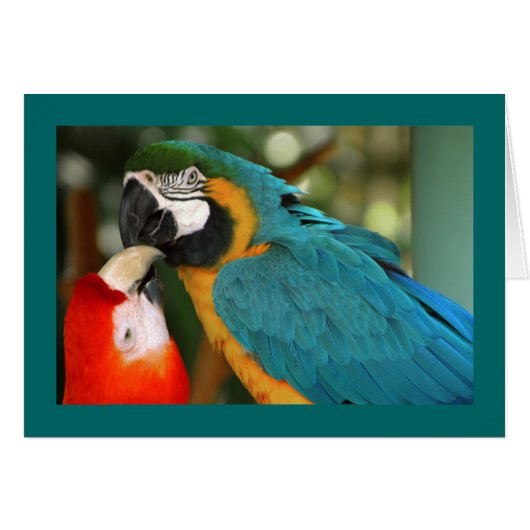 Macaws Cards (Front Horizontal)