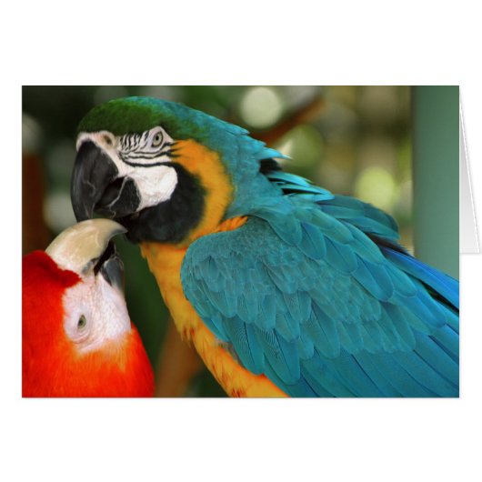 Macaws Cards (Front Horizontal)