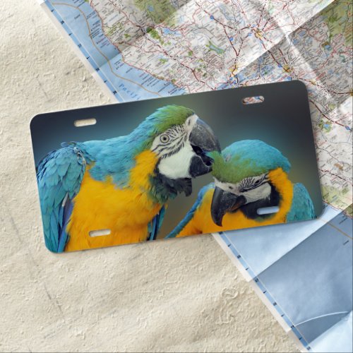 Macaws in love  license plate